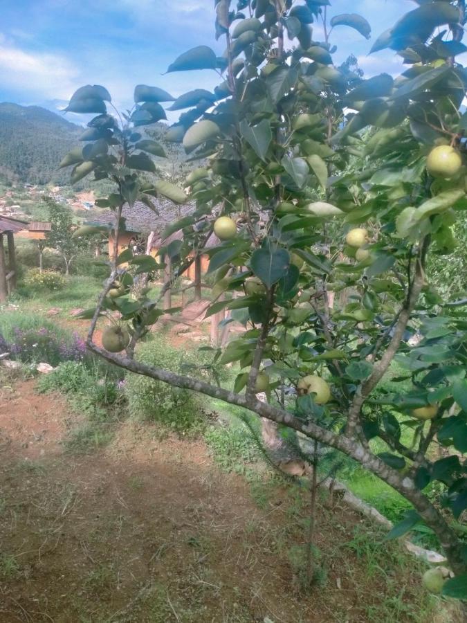 H'Mong Co Tran Sapa Homestay Exterior photo